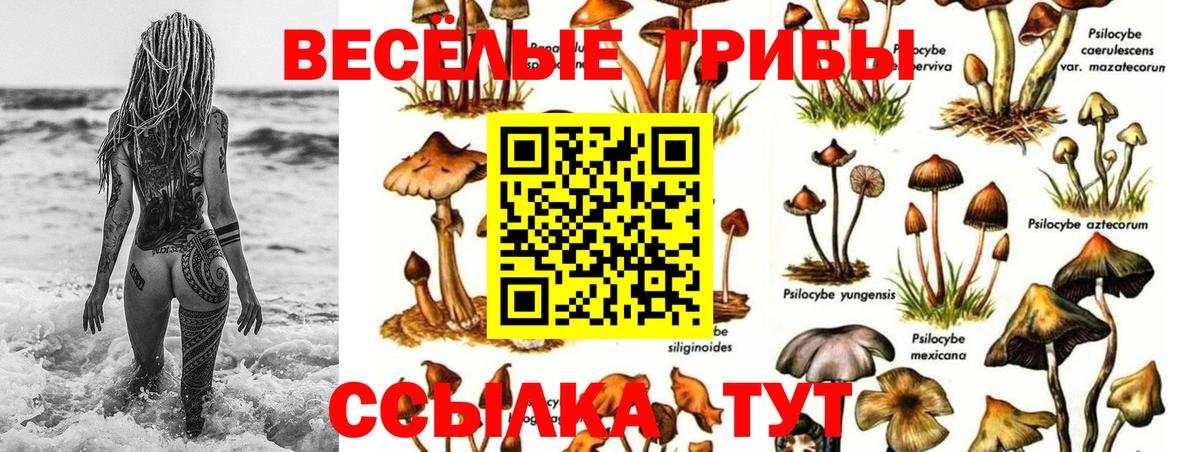 Галлюциногенные грибы Psilocybine cubensis Саратов
